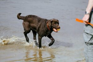 Labrador Retriever Hund beim Apportiertraining mit seinem Besitzer