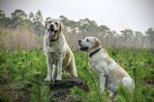 Zwei weiß-goldene Labrador sind auf einer Waldlichtung. Einer von den beiden Hunden sitzt auf einem Baumstamm