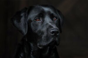 Portrait eines schwarzen Labrador Retrievers Nahaufnahme