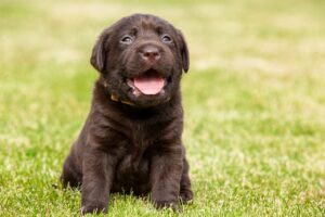 Brauner Labrador Welpe sitzt auf der Wiese