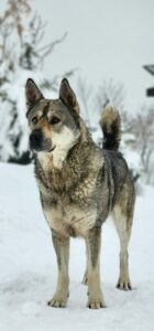 Norwegian Elkhound steht auf einer schneebedeckten Wiese und beobachtet