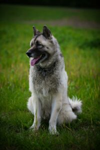Norwegischer Elchhund sitzt auf einer Wiese mit einer Kette um den Hals und schaut zur Seite mit leicht herausgestreckter Zunge