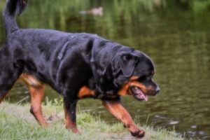 Rottweiler Rüde hat etwas im Wasser entdeckt und läuft neugierig darauf zu