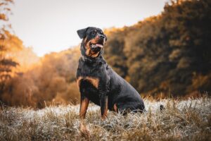 Rottweiler sitzt auf einer Wiese zwischen Bäumen