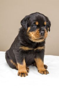 Rottweiler Welpe sitzt auf einer Decke und schaut etwas müde aus