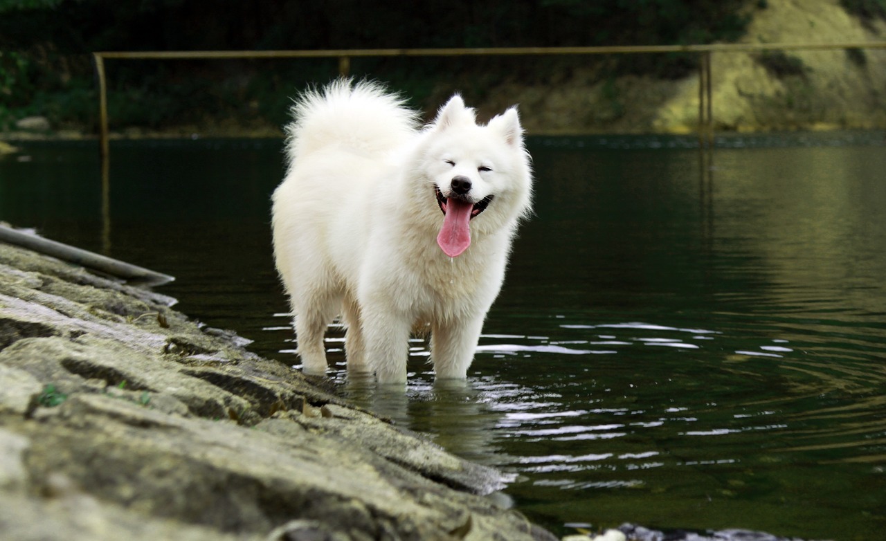 samojede-hund-im-wasser