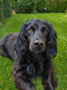 Ein schwarz brauner Cockerspaniel liegt auf einer Wiese und sieht in die Kamera