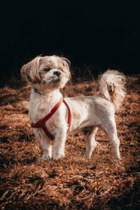 Shih Tzu Hund beim Gassi gehen im Wald