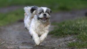 Der Tzi Tzu Hund wird gerufen und kommt angelaufen