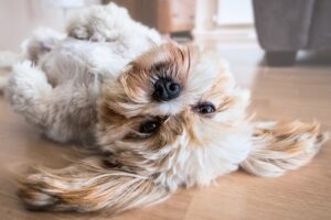 Ein Shih Tzu Löwenhund liegt in einer Wohnung auf dem Rücken