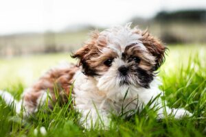 Ein braun-weißer Shih Tzu Hund liegt im grünen Gras und schaut frontal in die Kamera