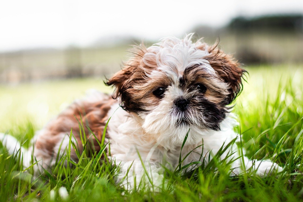 shih-tzu-hund-liegt-im-gras