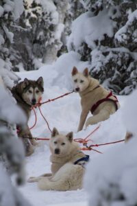 Drei Siberian Huskies haben ein Schlittengeschirr um und warten auf neue Anweisungen des Schlittenführers