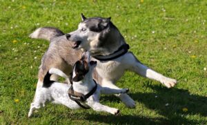 Ein Husky Hund tobt zusammen mit einem Jack Russel über die Wiese und spielt mit ihm