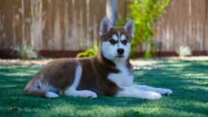 Ein brauner Siberian Husky Welpe liegt im Gras im Garten 