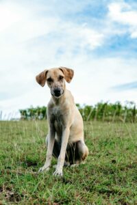 Sloughi Hound sitzt entspannt auf einer grünen Wiese und schaut in die Kamera