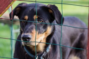 tierheim-hund-diese-stationen-gibt-es