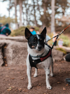 Ein Toy Fox Terrier trägt ein Geschirr und ist an einer Leine befestig