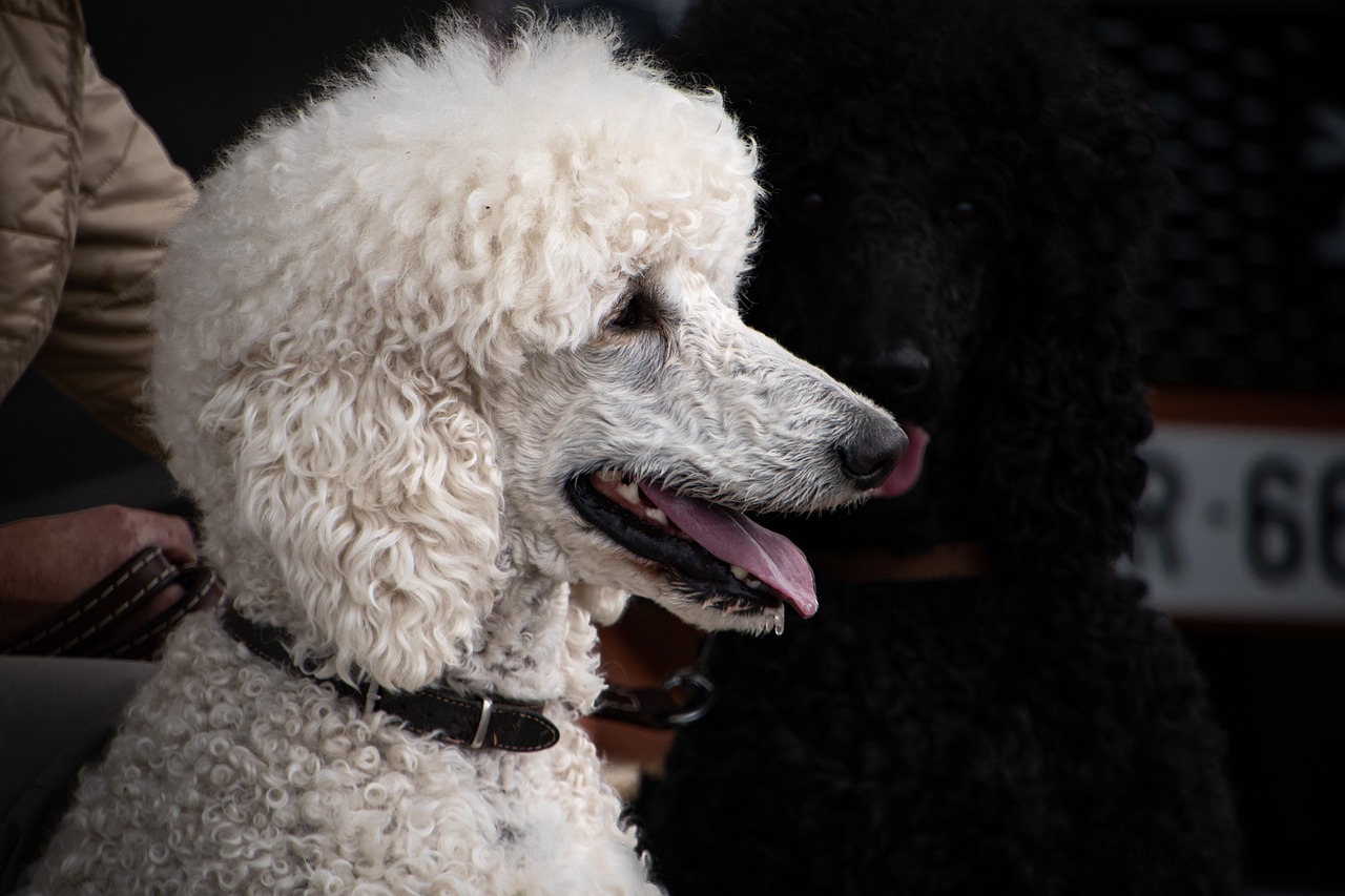 weisser-pudel-hund-kopf