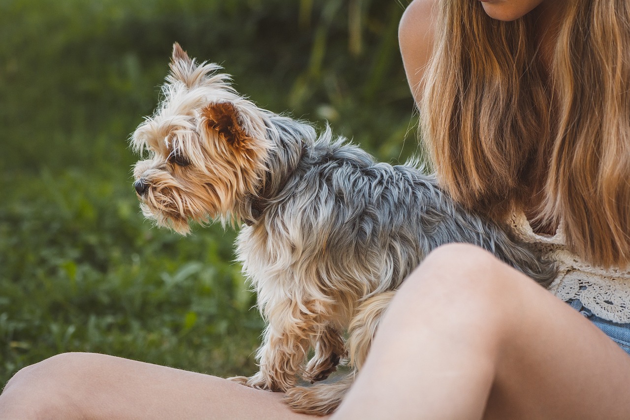 yorkshire-terrier-hund-mit-jungen-maedchen