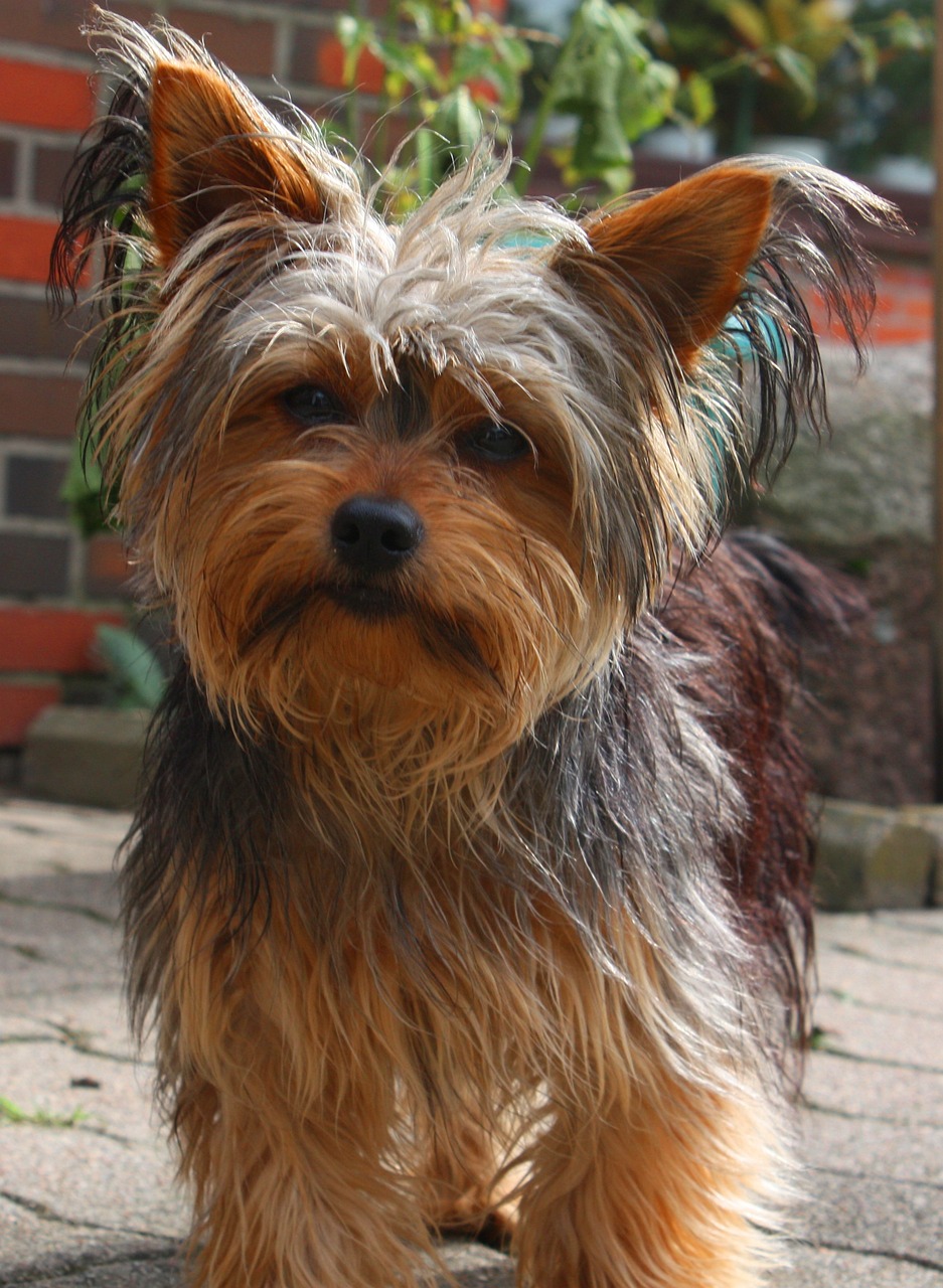 yorkshire-terrier-hund-sitzt-auf-der-terrasse