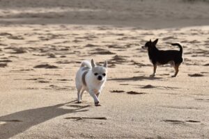 zwei-chihuahua-hunde-am-strand