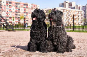 Zwei Russische Schwarze Terrier sitzen nebeneinander an der Leine vor einer städtischen Kulisse