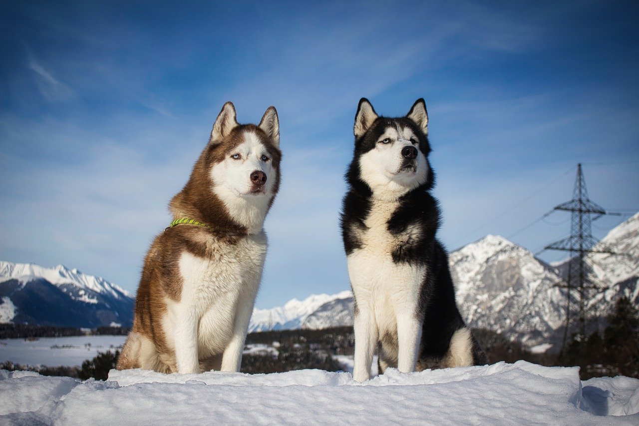 zwei-siberian-huskys-sitzen-im-schnee