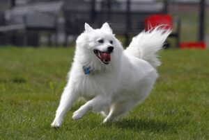 Ein American Eskimo Dog rennt mit freudigem Gesichtsausdruck über eine grüne Wiese, die Zunge hängt heraus, und sein weißes Fell weht im Wind