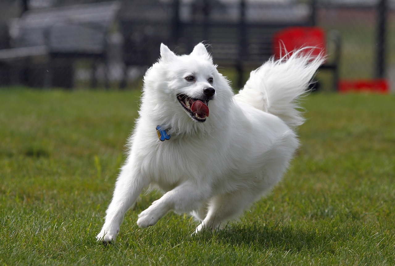 Ein American Eskimo Dog rennt mit freudigem Gesichtsausdruck über eine grüne Wiese, die Zunge hängt heraus, und sein weißes Fell weht im Wind