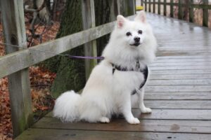 Ein Amerikanischer Eskimohund sitzt ruhig auf einem Holzsteg, trägt ein Geschirr und ist an einer Leine befestigt. Der Hund hat ein flauschiges, weißes Fell