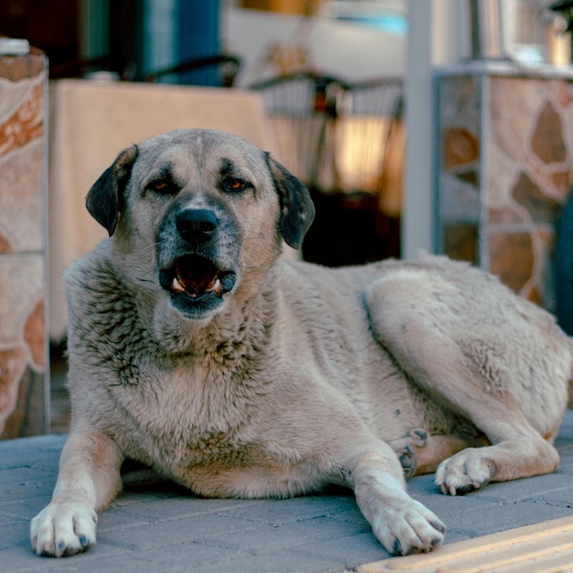 Ein Anatolischer Hirtenhund liegt entspannt auf einer Treppenstufe vor einem Gebäude, mit einem ruhigen und wachsamen Ausdruck