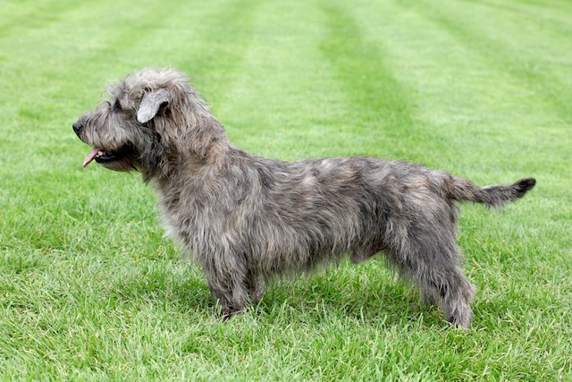 Glen of Imaal Terrier steht seitlich auf einer grünen Wiese