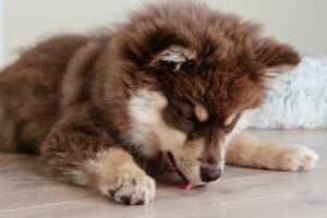 Ein Lappländischer Hütehund-Welpe liegt auf einem Holzboden und leckt neugierig die Oberfläche