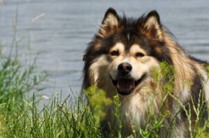 Ein Lappland-Hund mit dichtem Fell steht am Ufer eines Flusses, umgeben von hohem Gras.