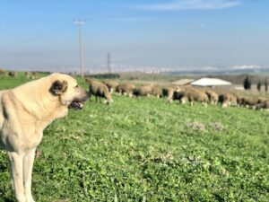 Ein Türkischer Hirtenhund steht auf einer Wiese und blickt auf eine Schafherde, die friedlich im Hintergrund grast. Der Hund ist wachsam und aufmerksam