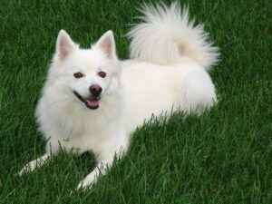 Ein Weißer Spitz liegt entspannt auf einer Wiese, mit einem glücklichen Ausdruck und seinem flauschigen Schwanz auf dem Rücken