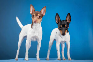 Zwei Amerikanische Toy Terrier stehen nebeneinander vor einem blauen Hintergrund. Der linke Hund hat einen braunen Kopf und der rechte Hund einen schwarzen Kopf.