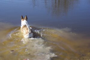 Der Akita Inu Hund ist im Wasser und schwimmt
