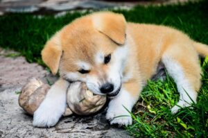 Ein kleiner Akita Hund liegt auf dem Boden und spielt mit seinem Kauknochen