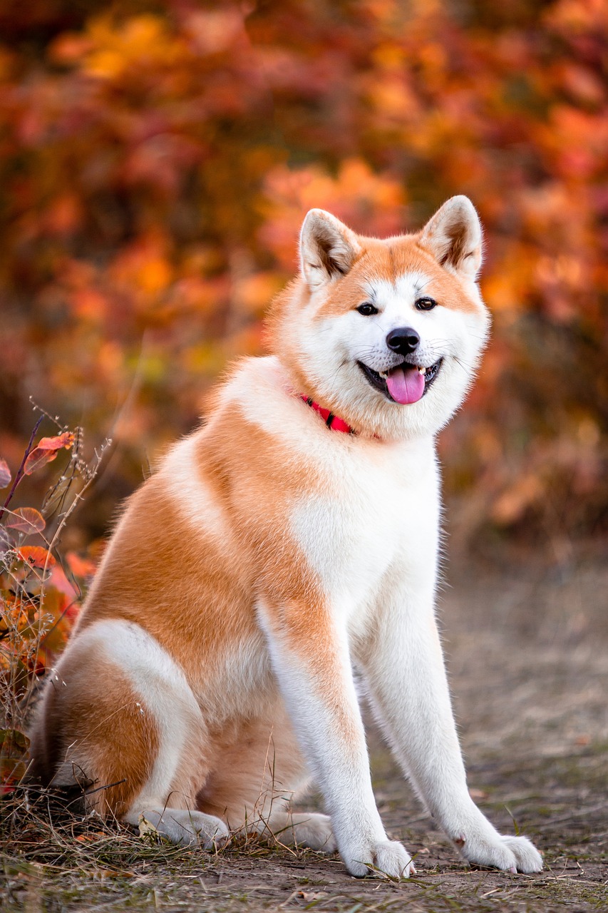 Ein weiß-roter Akita Hund sitzt in der Wiese und Blättern