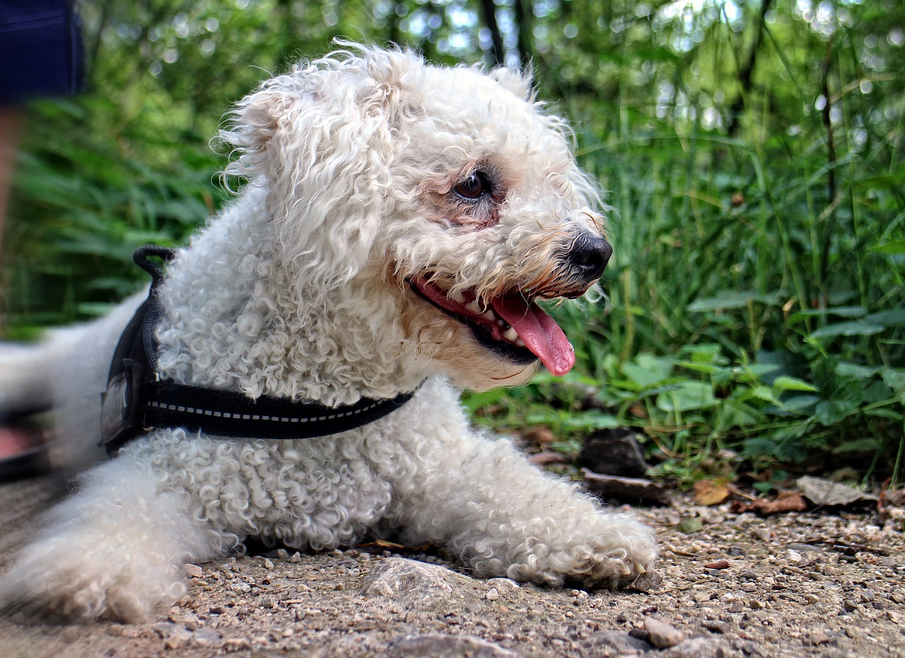 Ein weißer Bichon Frise Hund liegt gemütlich im Garten zwischen Blumen