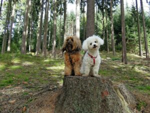 Ein weißer Bijou Frisee Hund sitzt neben einen Mischling auf einem Baumstamm im Wald