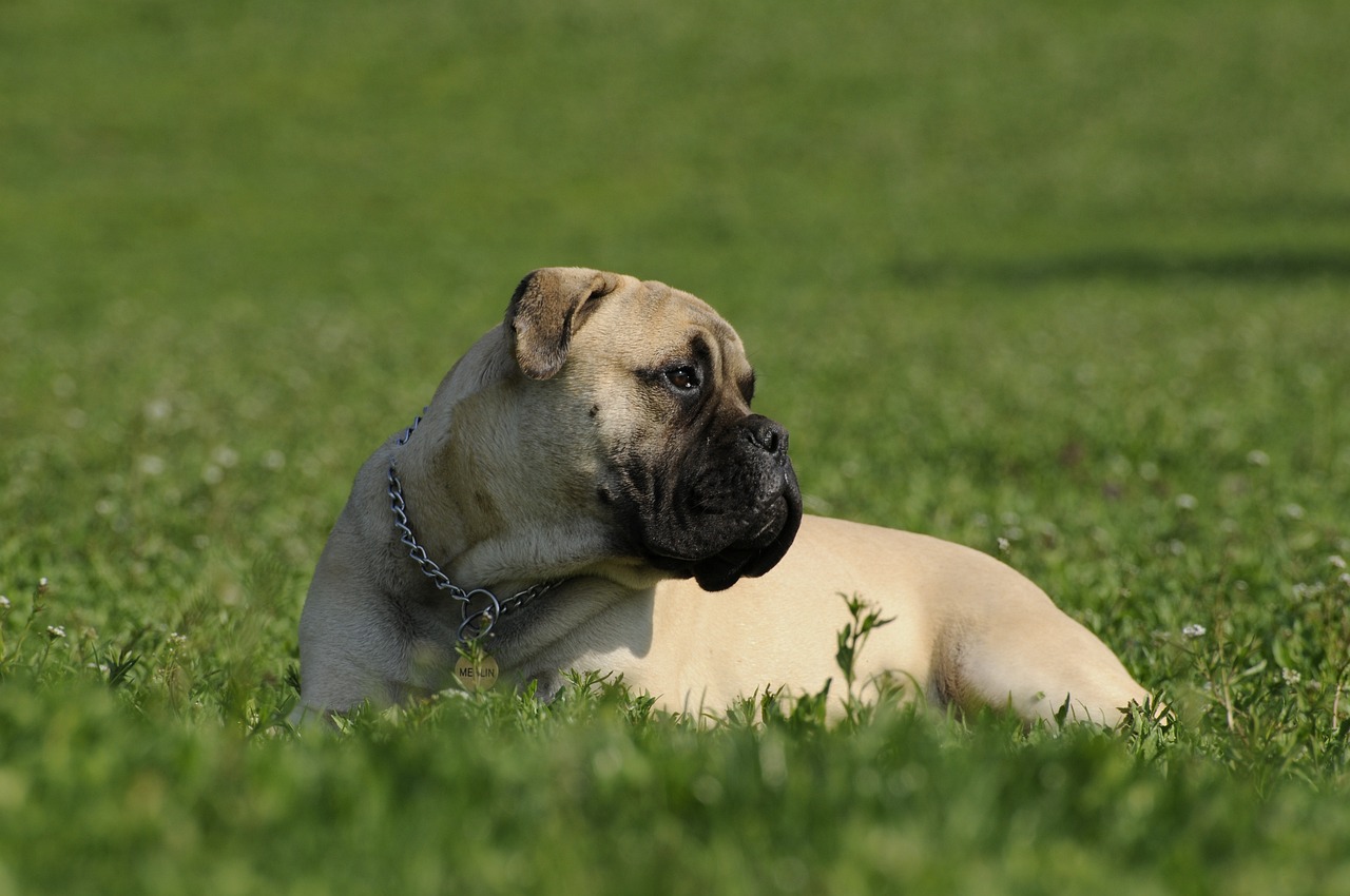 ein kompakter Bullmastiff Hund sitzt im Gras