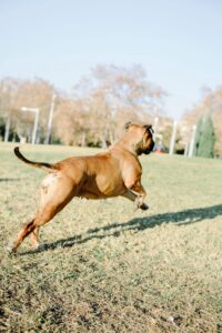 Ein erwachsender Bullmastiff rennt und tobt über eine Wiese