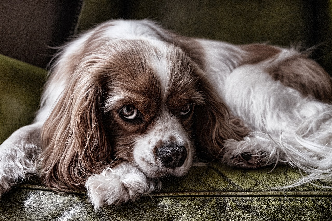 Ein weiß-brauner Cavalier King Charles Spaniel liegt entspannt auf dem Sofa