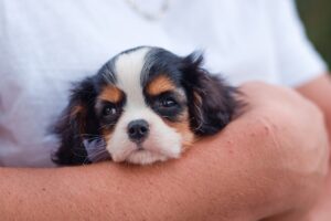 Ein junger Cavalier King Charles Spaniel Welpe in der Tricolour-Farbvariante (schwarz, weiß und braun) wird in den Armen einer Person gehalten