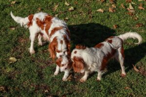 Eine Cavalier King Charles Spaniel-Familie in der Blenheim-Farbvariante auf einer Wiese