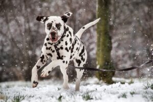 Ein weißer Dalmatiner rennt mit Leine durch den Schnee