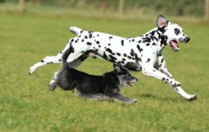 Ein Dalmatiner und ein Terrier Mischling spielen und toben gemeinsam auf der wiese